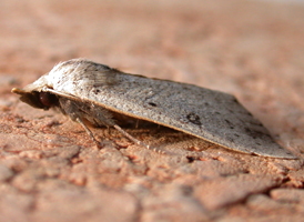 Dead-wood Borer